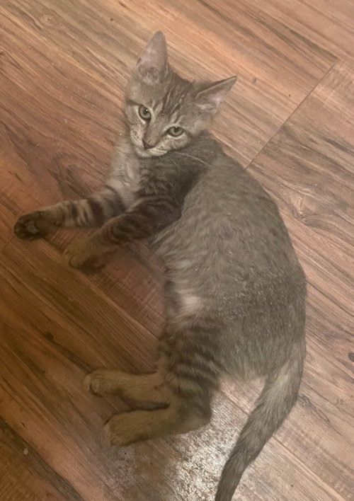 DENALI - Domestic Short Hair available for adoption