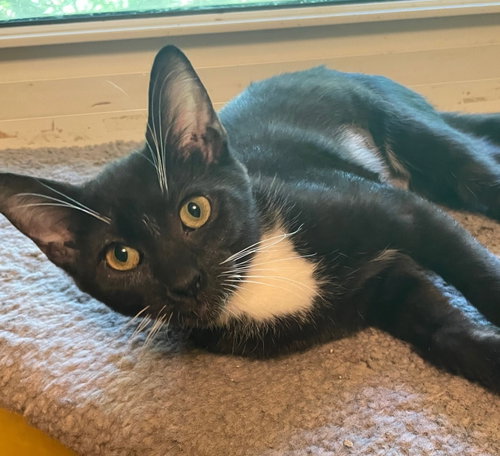 ACADIA - Domestic Short Hair available for adoption