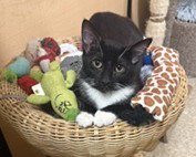 ACADIA - Domestic Short Hair for adoption in Kansas City