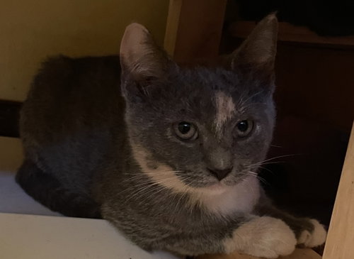 ZION - Domestic Short Hair available for adoption