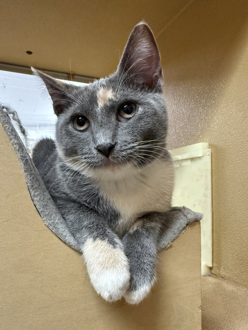 ZION - Domestic Short Hair for adoption in Kansas City