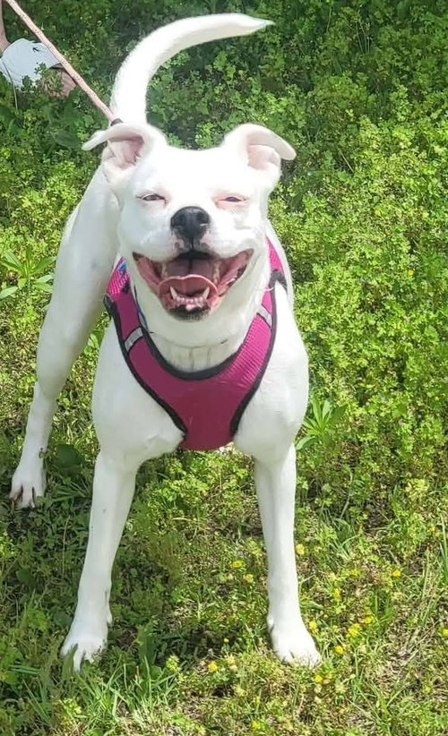 Mabel, an adoptable Boxer in Raytown, MO