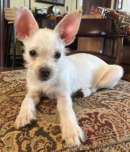 Jaye, an adoptable Chihuahua in Raytown, MO