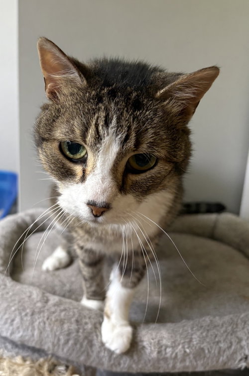 Gilda, an adoptable Domestic Short Hair in Raytown, MO
