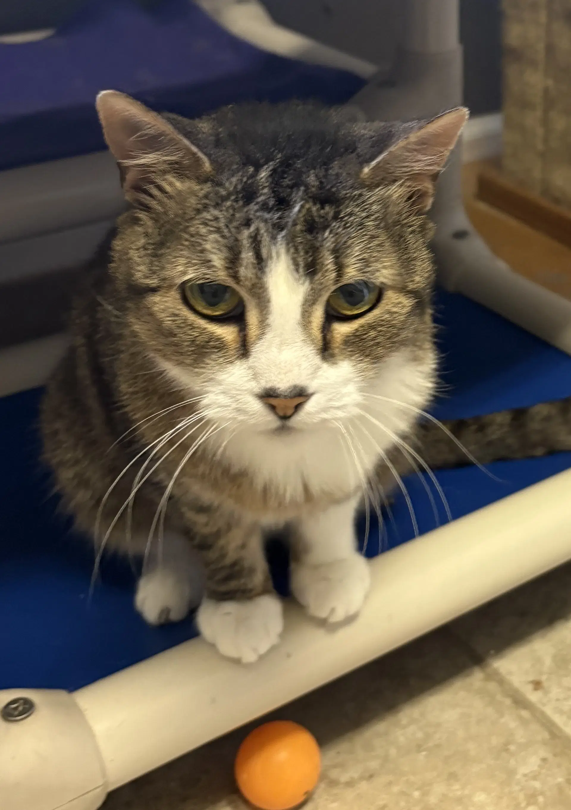 Gilda - Domestic Short Hair