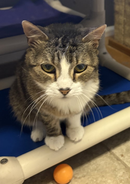 Gilda, a cat for adoption from The Animal Rescue Alliance