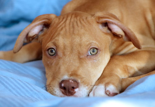 picture of the dog needing adoption