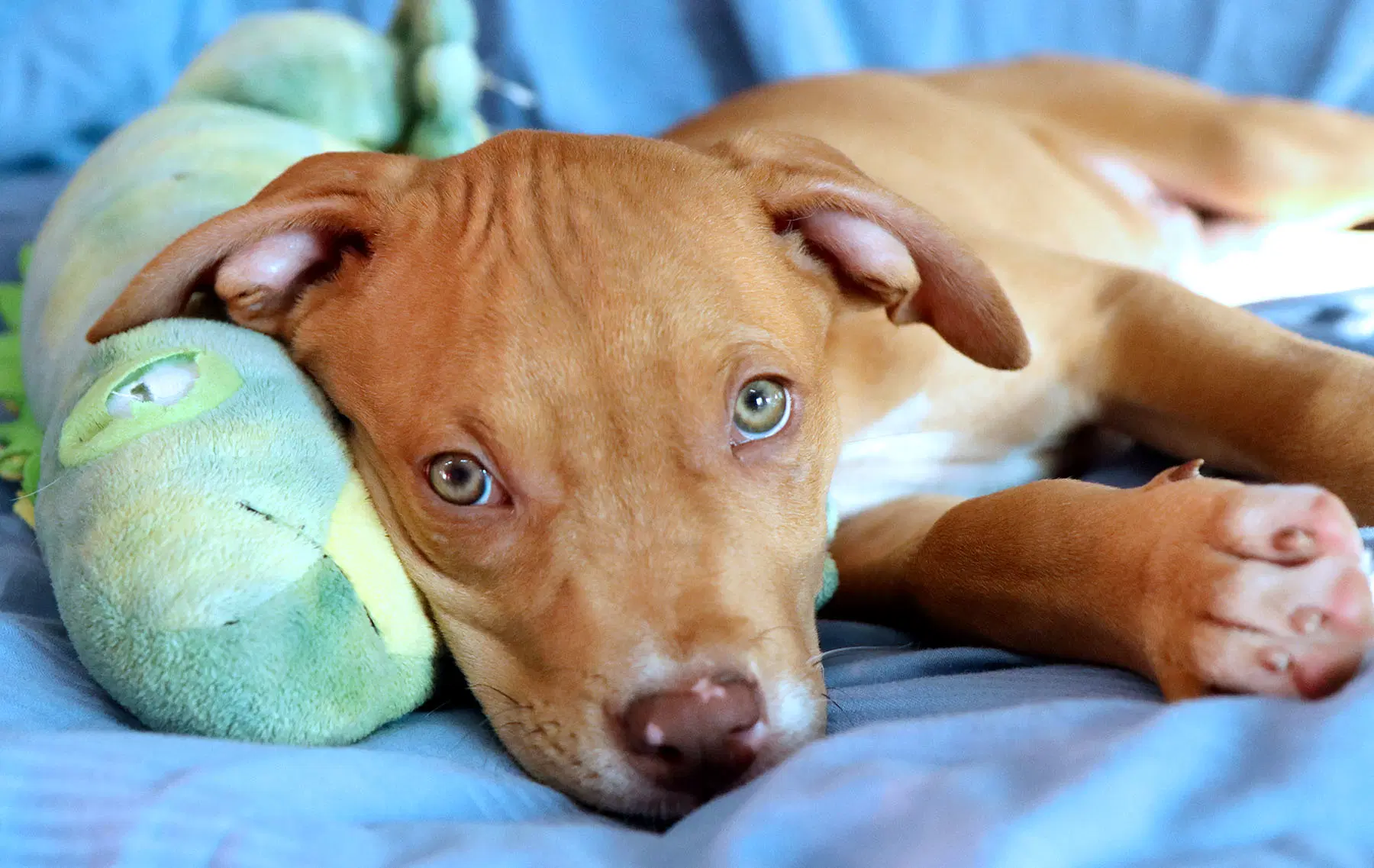 Yosemite - American Pit Bull Terrier