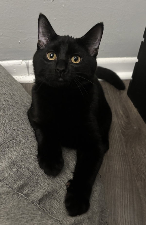 Rex