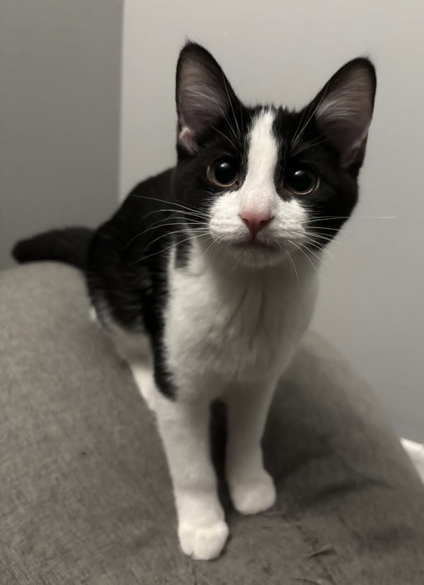 Tux