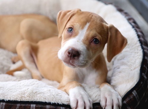 Denali, an adoptable Labrador Retriever in Raytown, MO