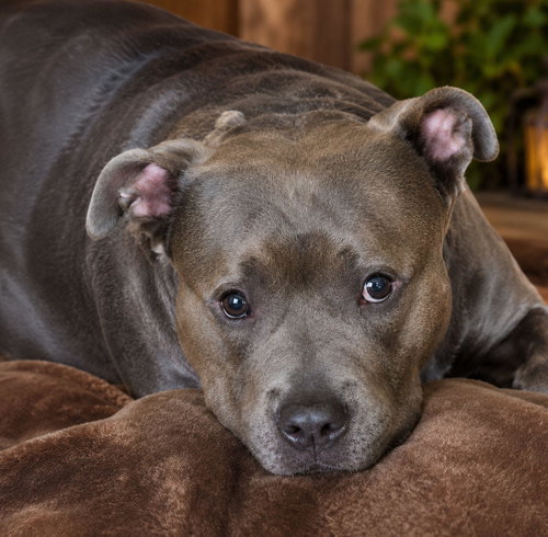 Anita *CL*, an adoptable Bulldog in Raytown, MO