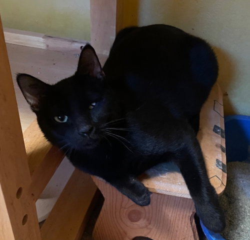 Sequoia, an adoptable Domestic Short Hair in Raytown, MO