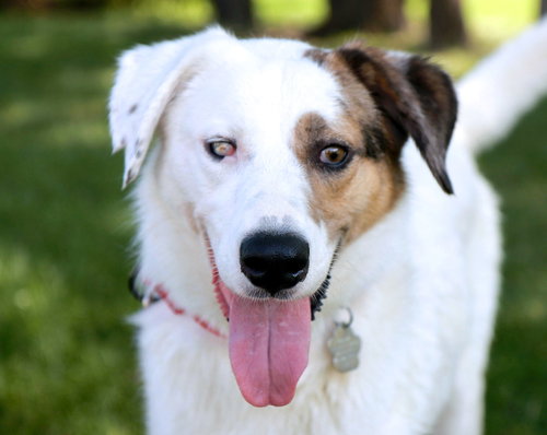 picture of the dog needing adoption