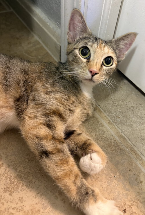 picture of the cat needing adoption