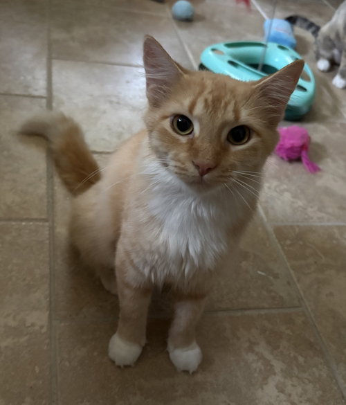 picture of the cat needing adoption