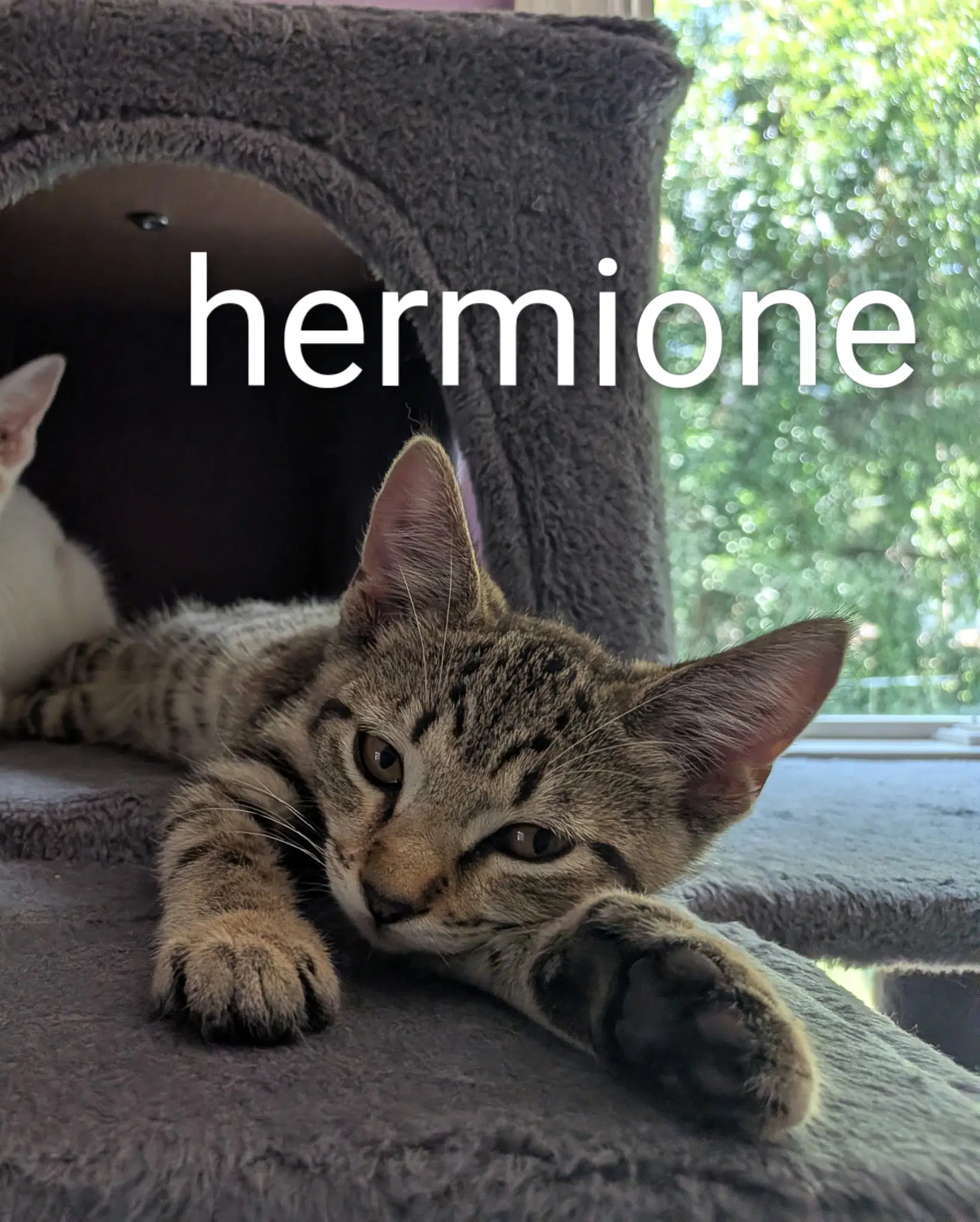 Hermione - Domestic Short Hair