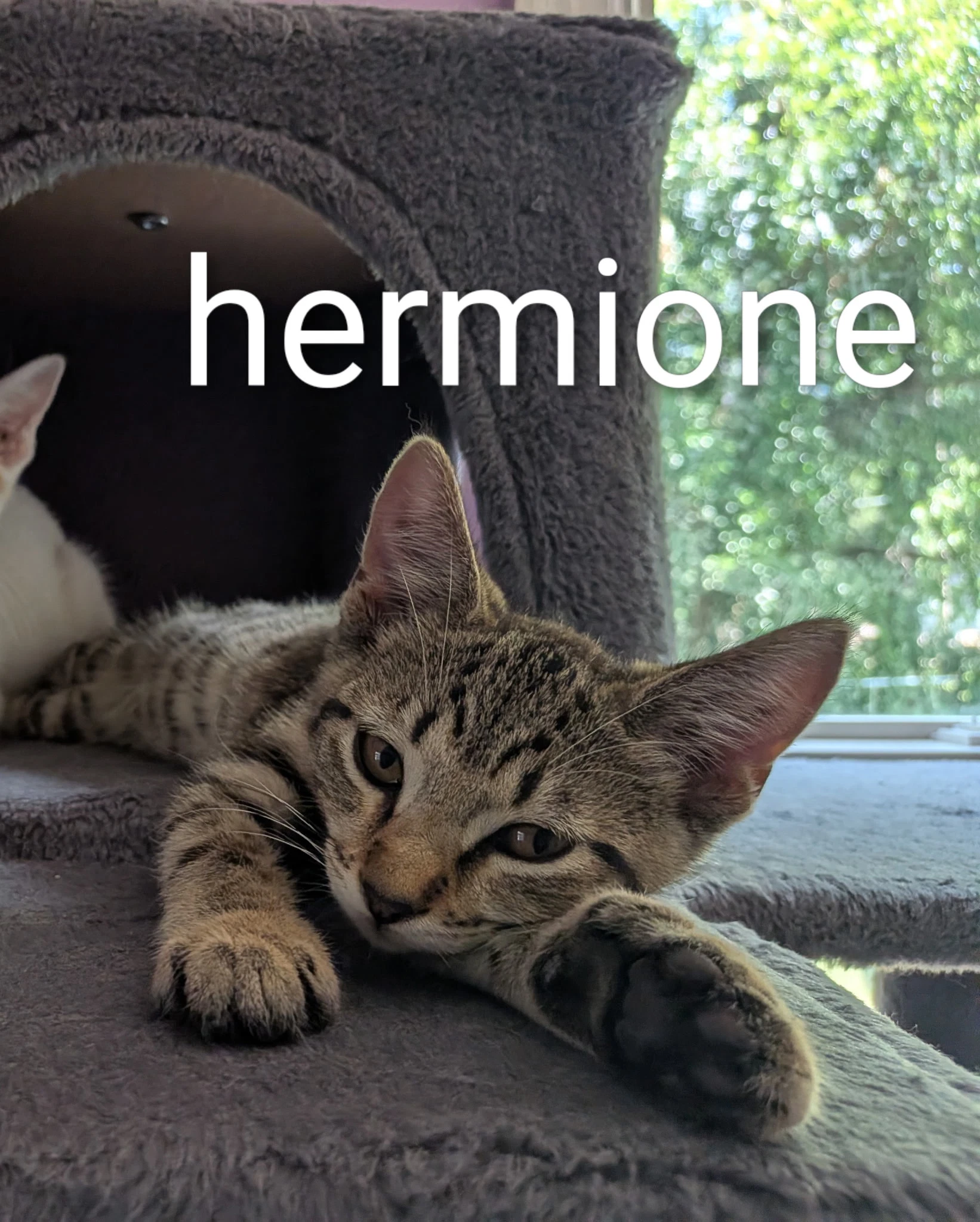 Hermione