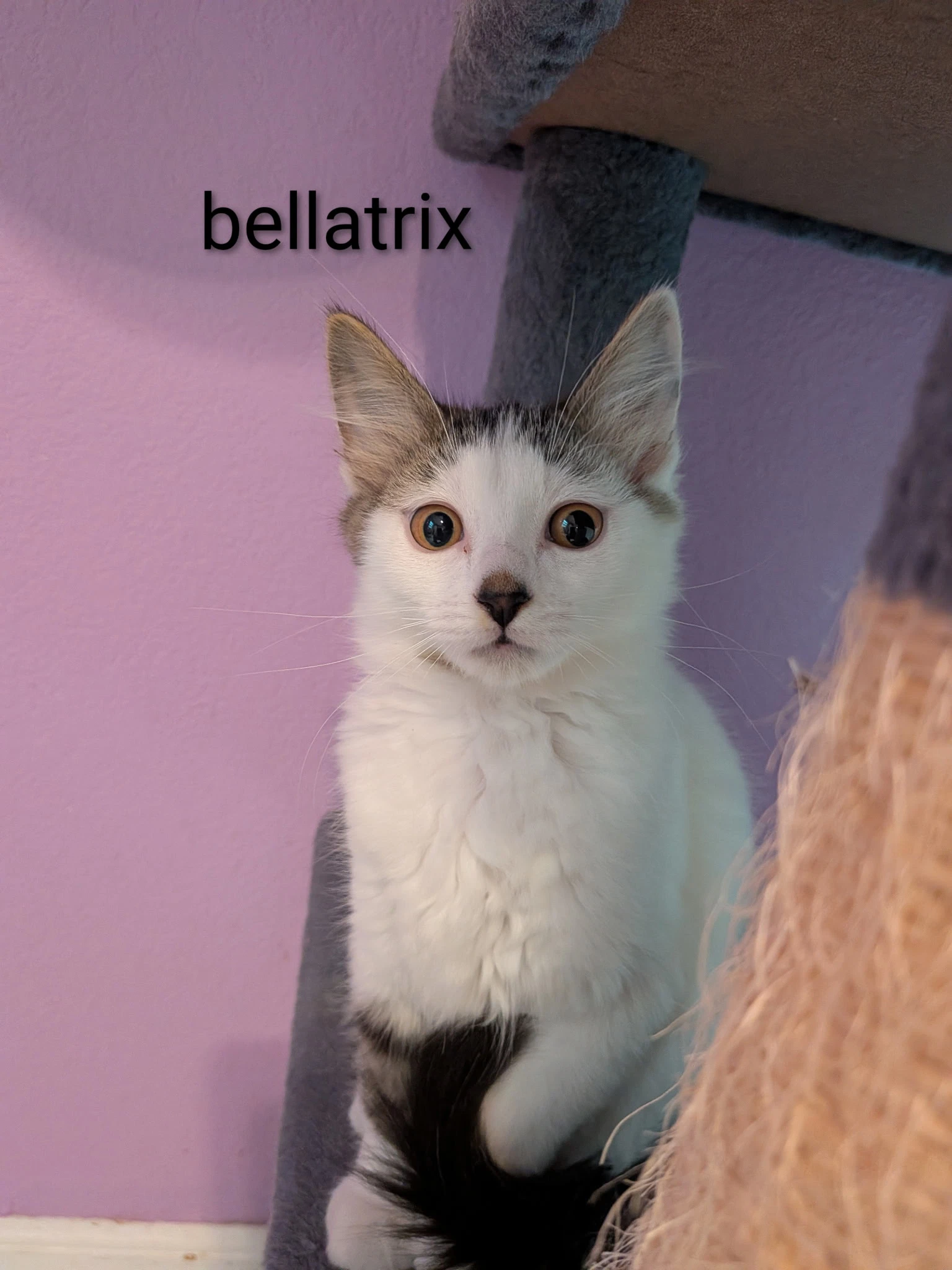 Bellatrix