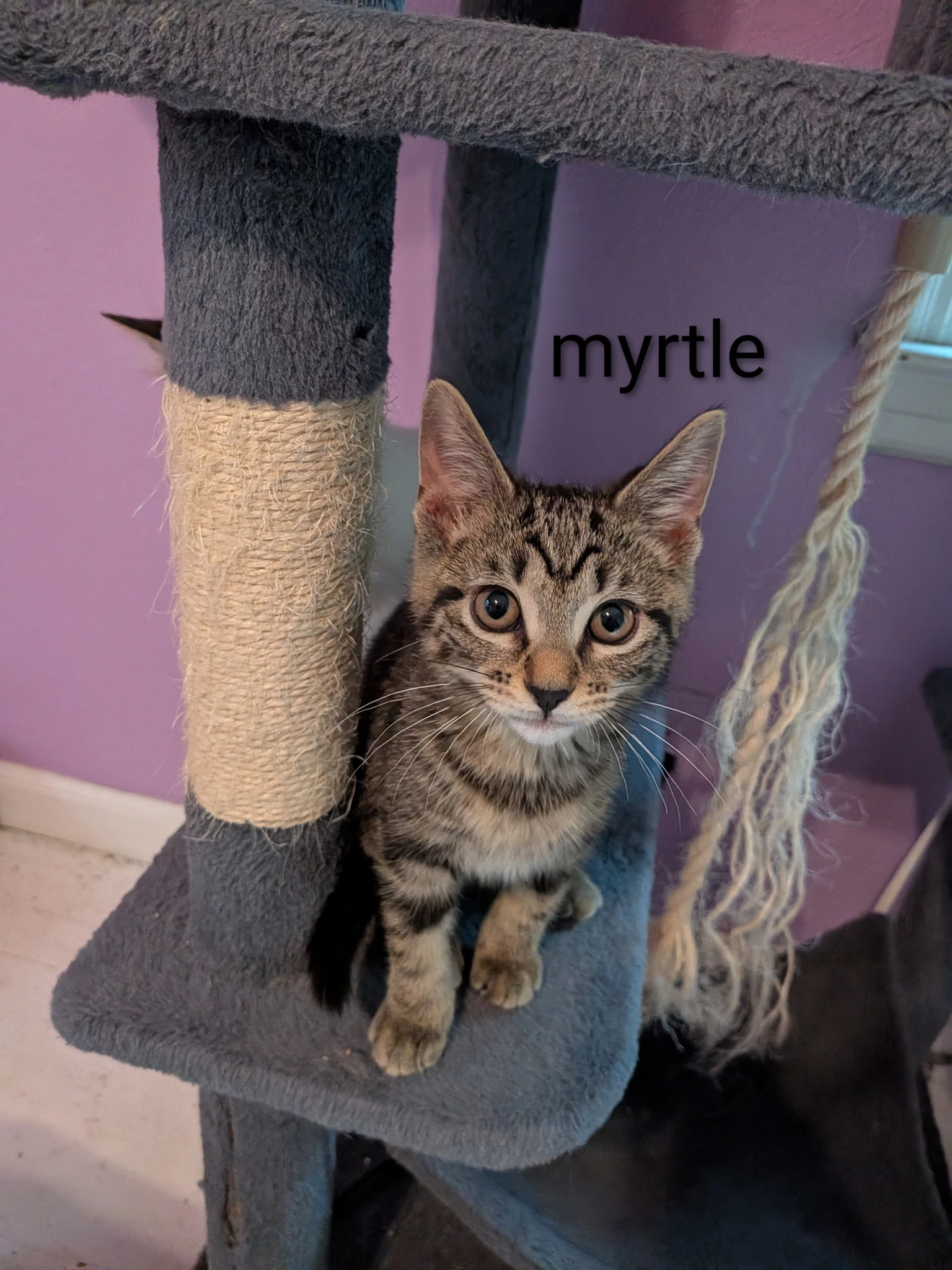 Myrtle