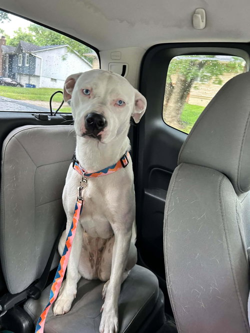 picture of the dog needing adoption