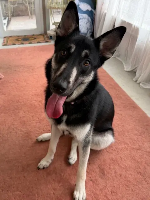 Malibu - German Shepherd Dog