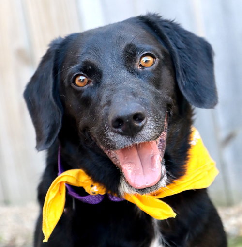 Two Socks, Labrador Retriever / Basset Hound / Mixed (medium coat)