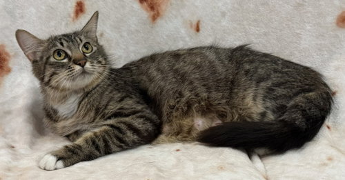 picture of the cat needing adoption