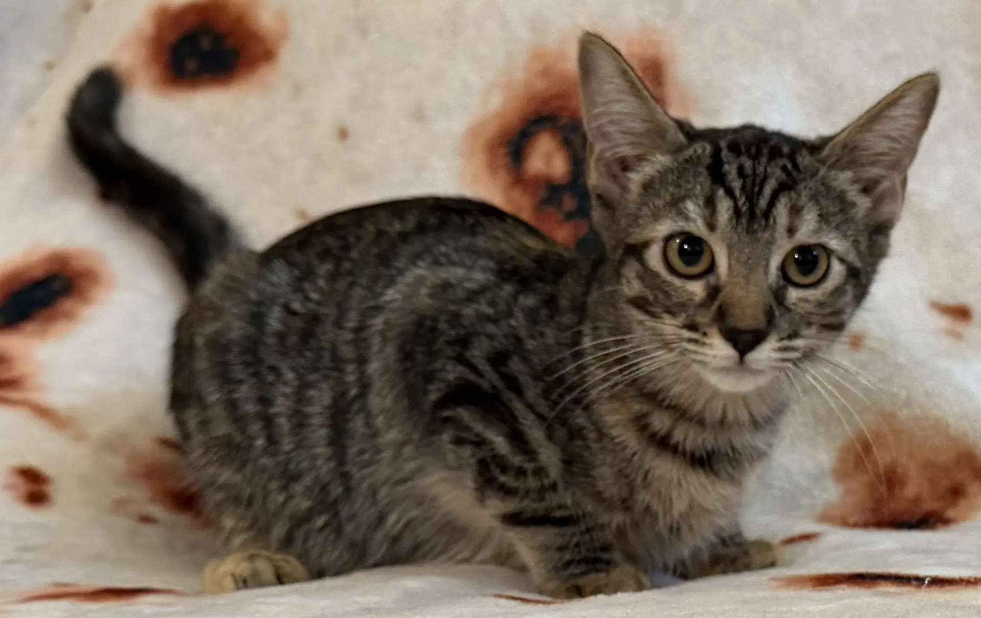 Judy - Domestic Short Hair