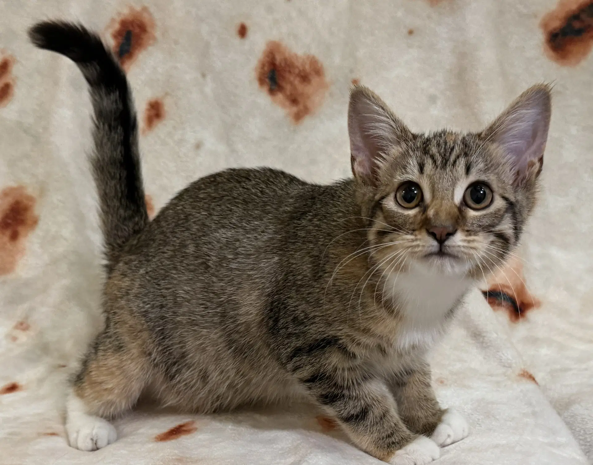 Delilah Seibold - Domestic Short Hair