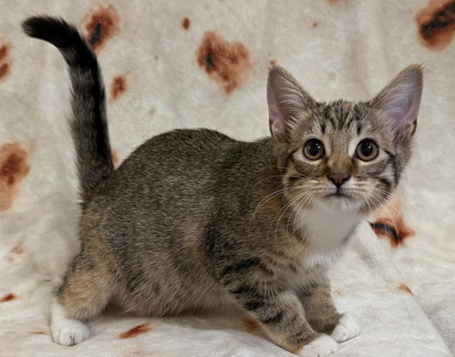 picture of the cat needing adoption