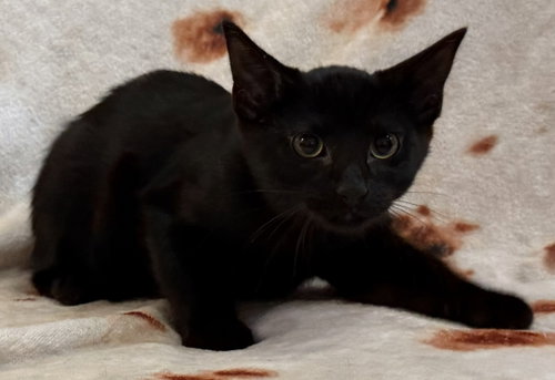 picture of the cat needing adoption
