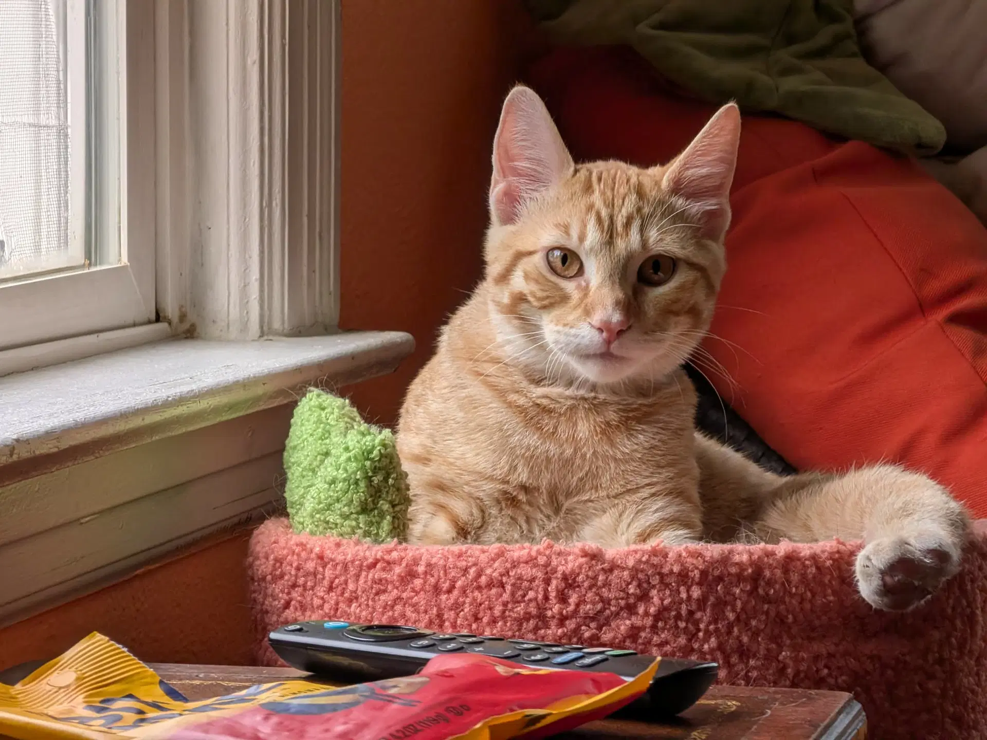 Memphis Depay - Domestic Short Hair