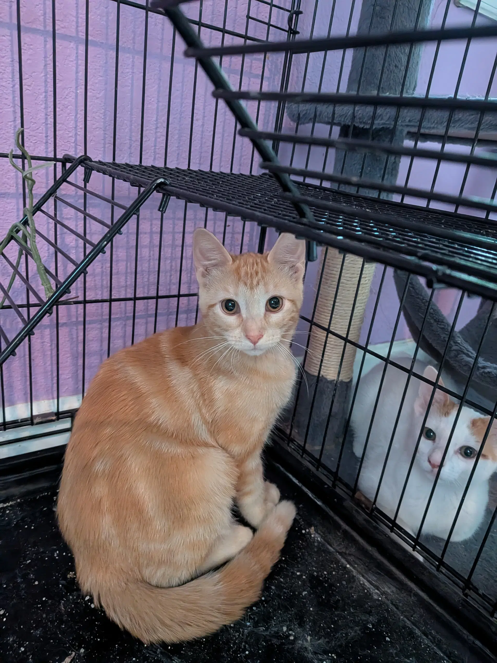 Getke - Domestic Short Hair