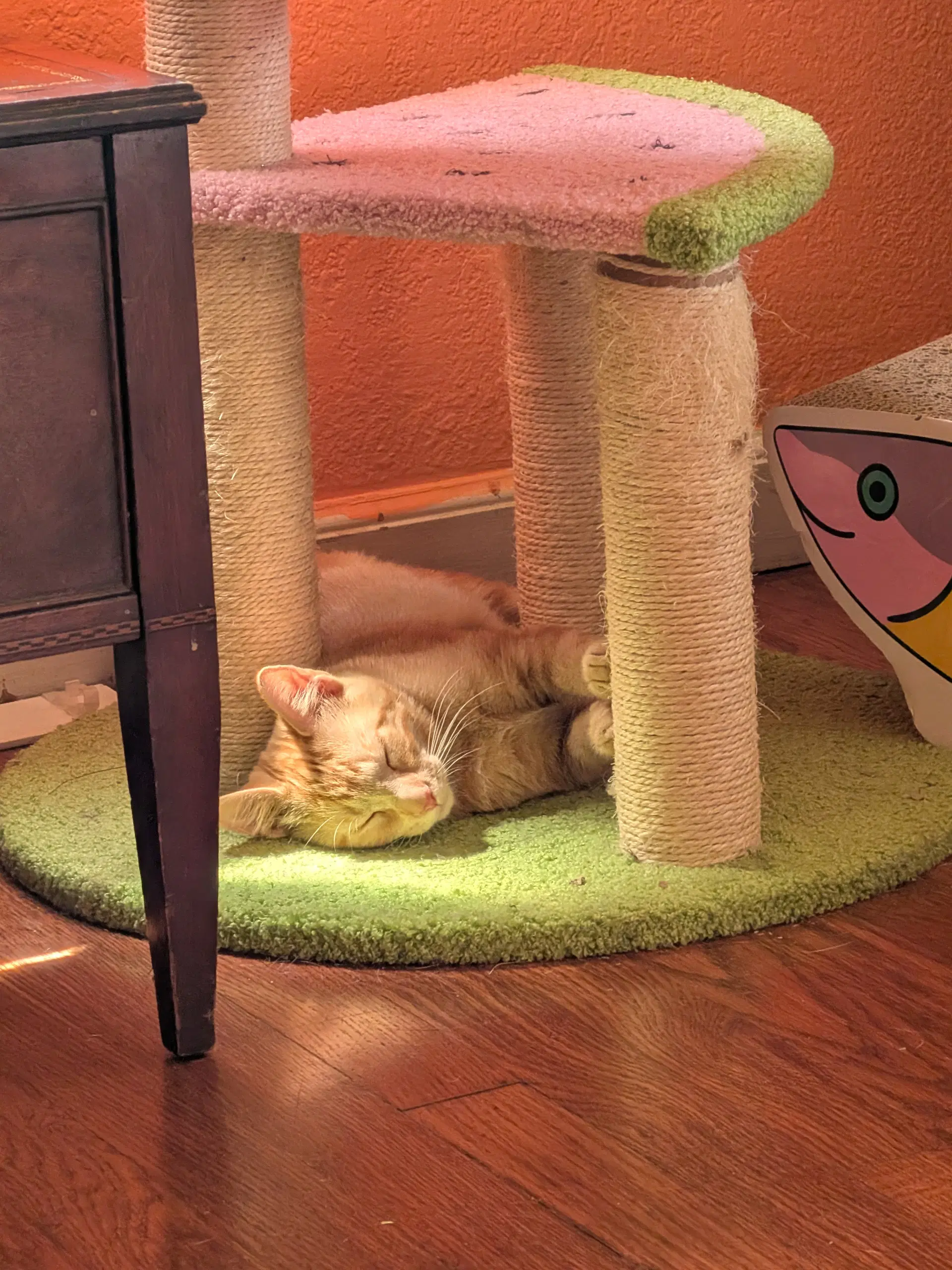 Oranje - Domestic Short Hair