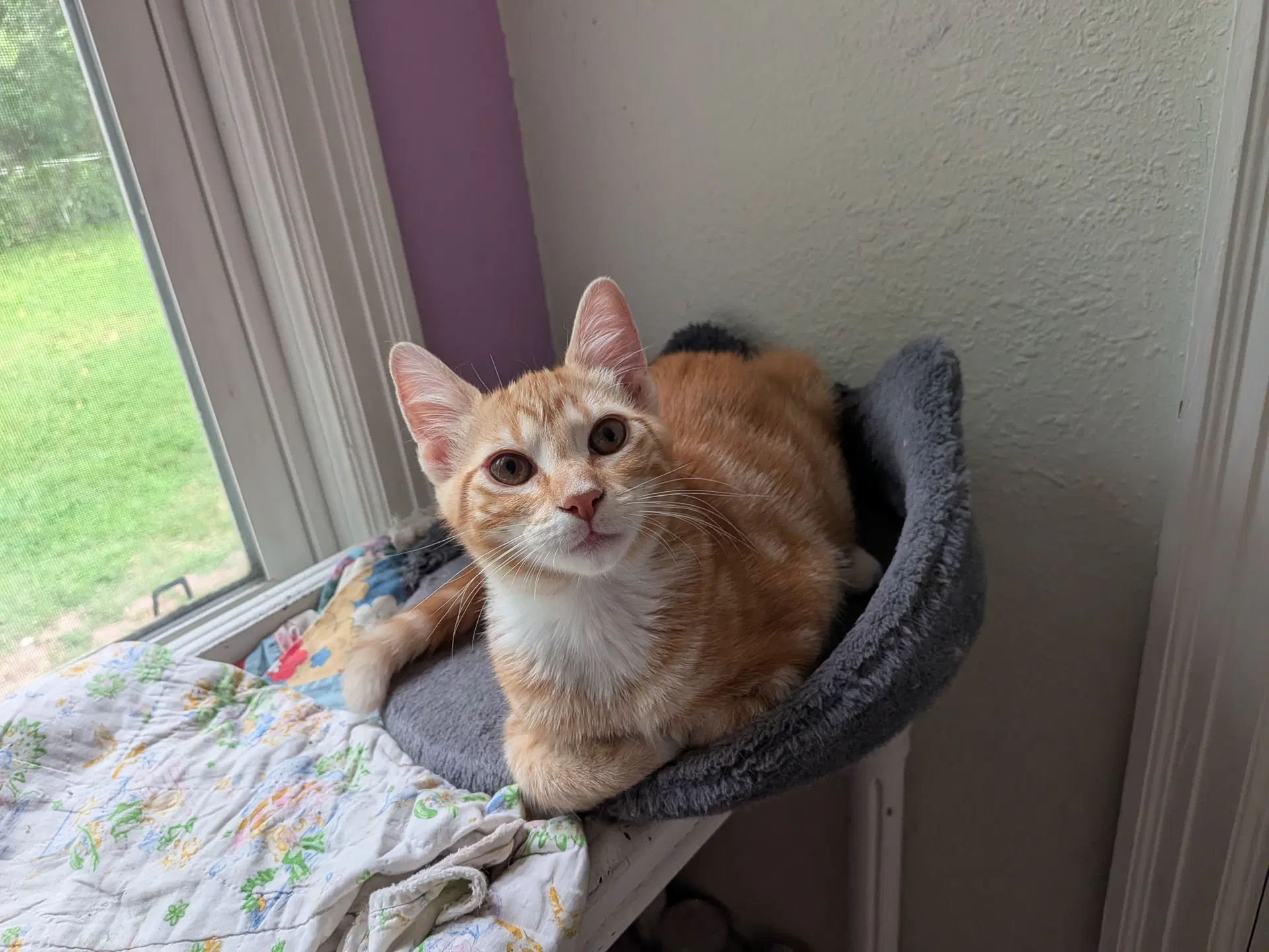 Amsterdam - Domestic Short Hair