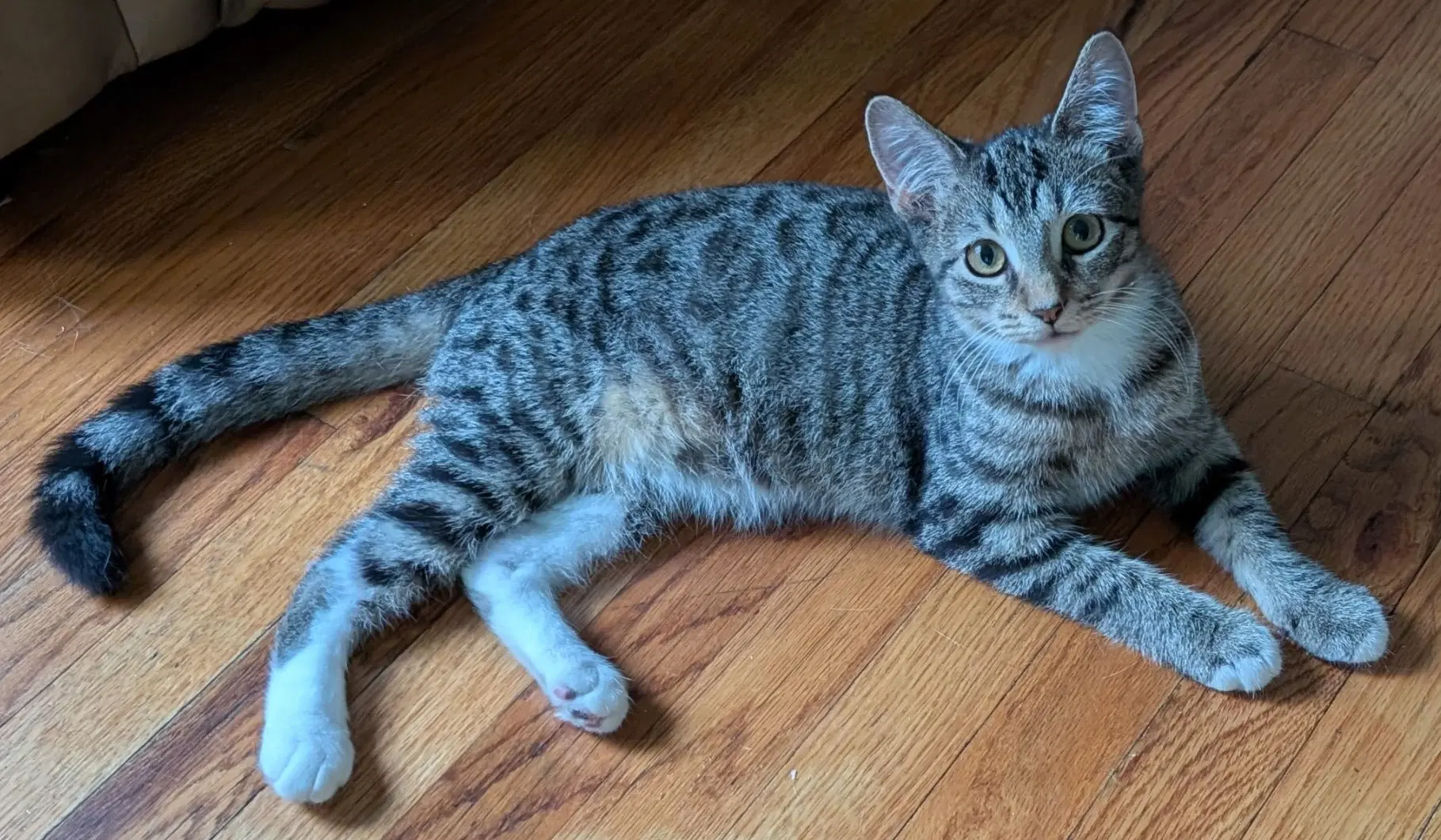 Athena - Domestic Short Hair