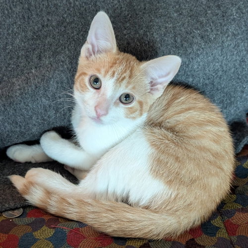 picture of the cat needing adoption