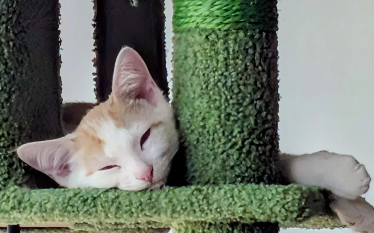 Oliver - Domestic Short Hair