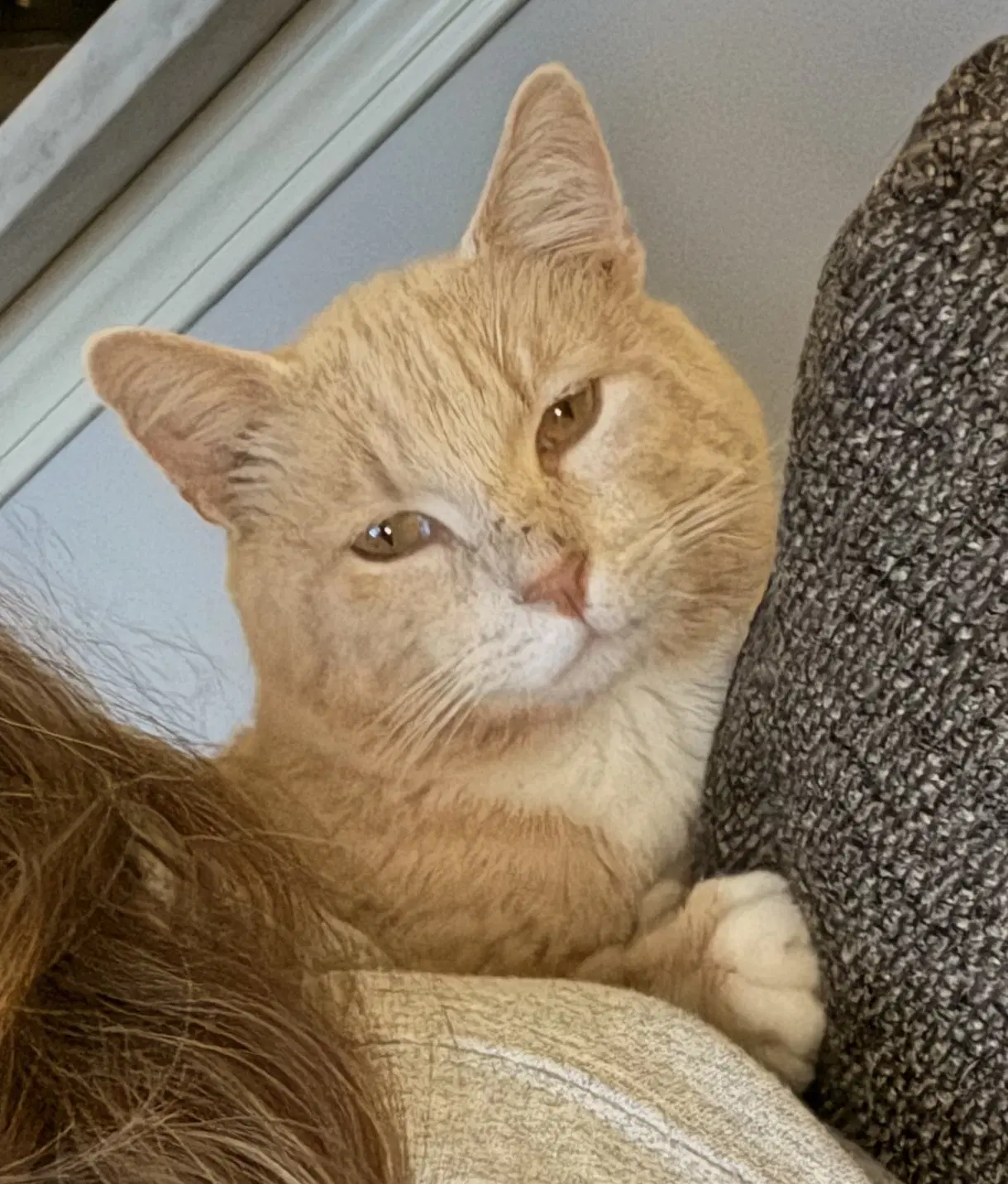 Kenny Rogers - Domestic Short Hair