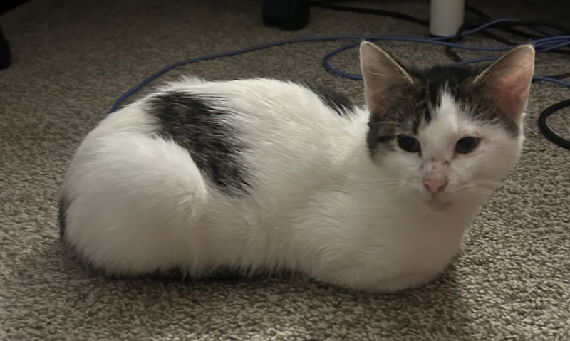 Muffers, a young female cat up for adoption