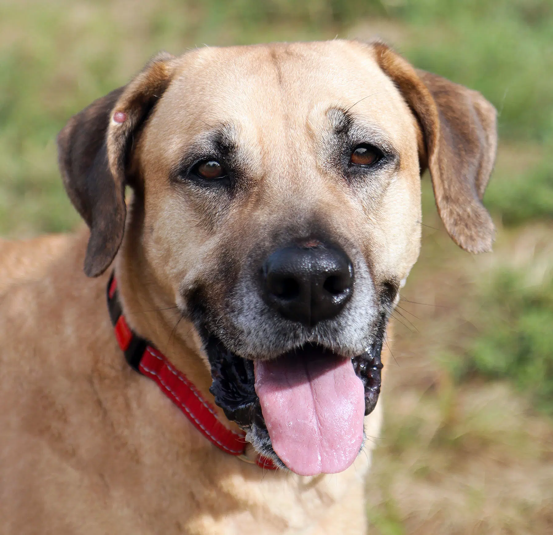Pistachio - Mastiff