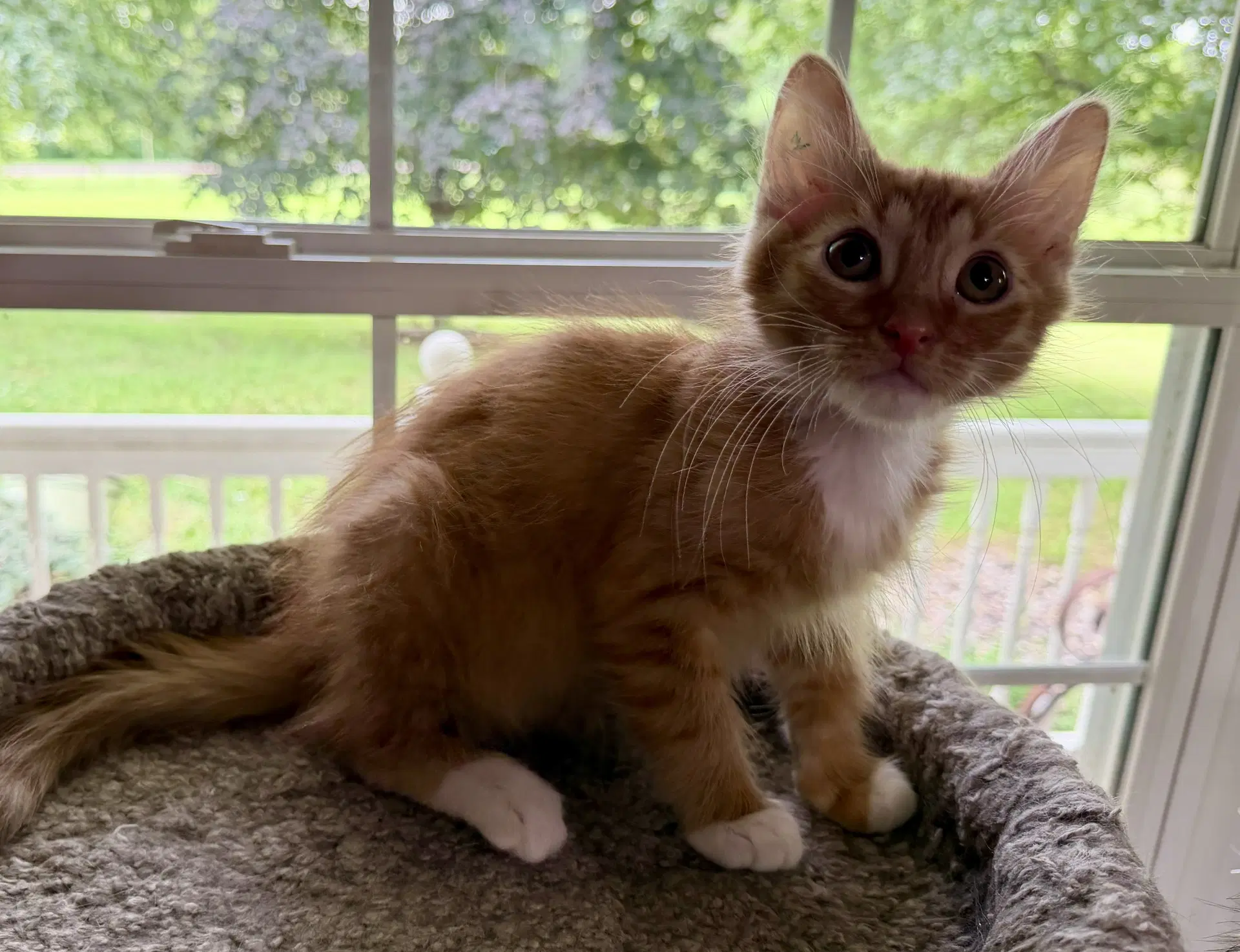 Simba Seibold - Domestic Short Hair
