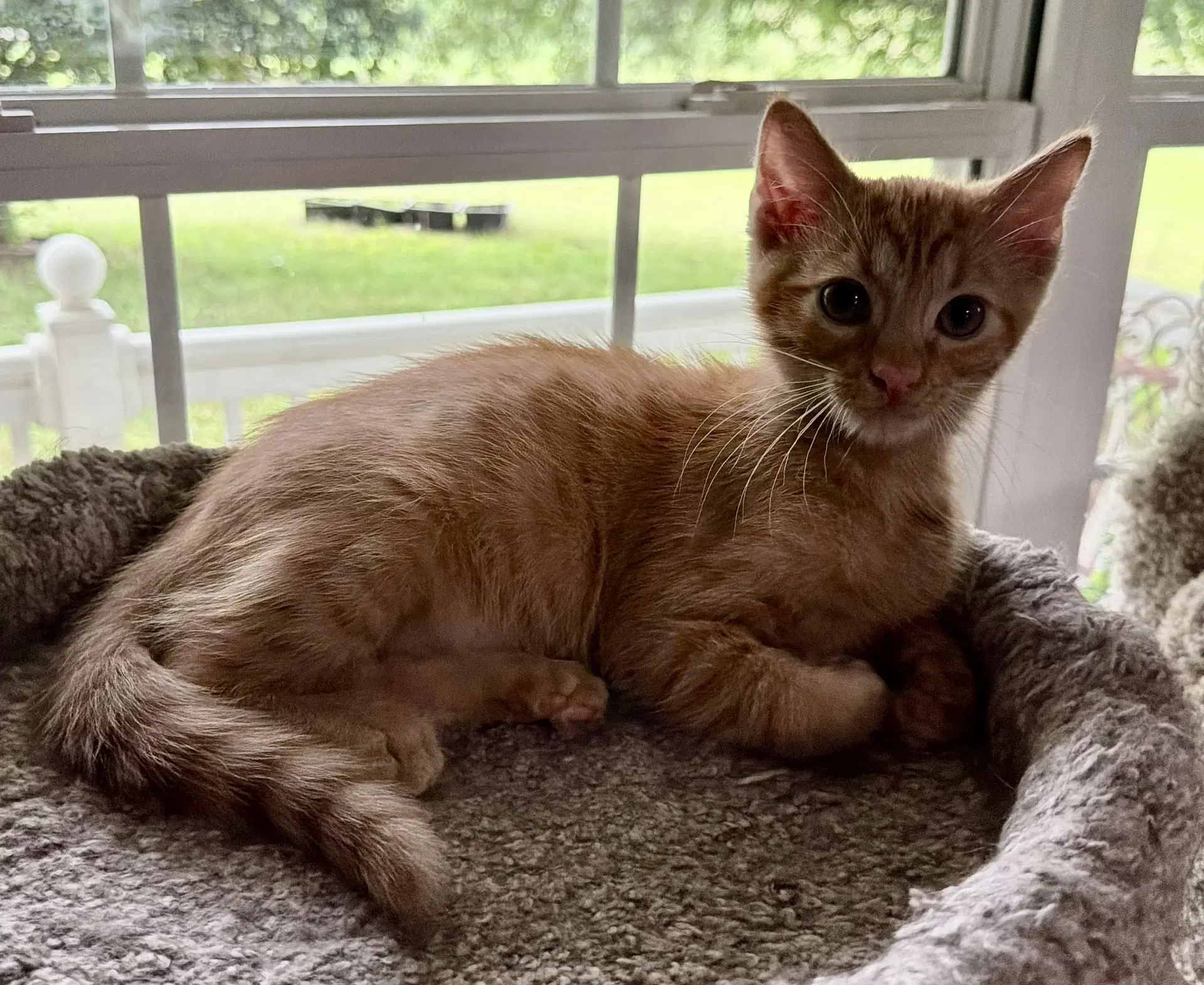 Ziggy Seibold - Domestic Short Hair