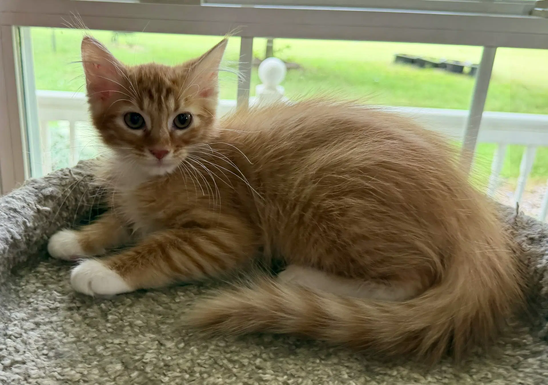 Honey Seibold - Domestic Long Hair