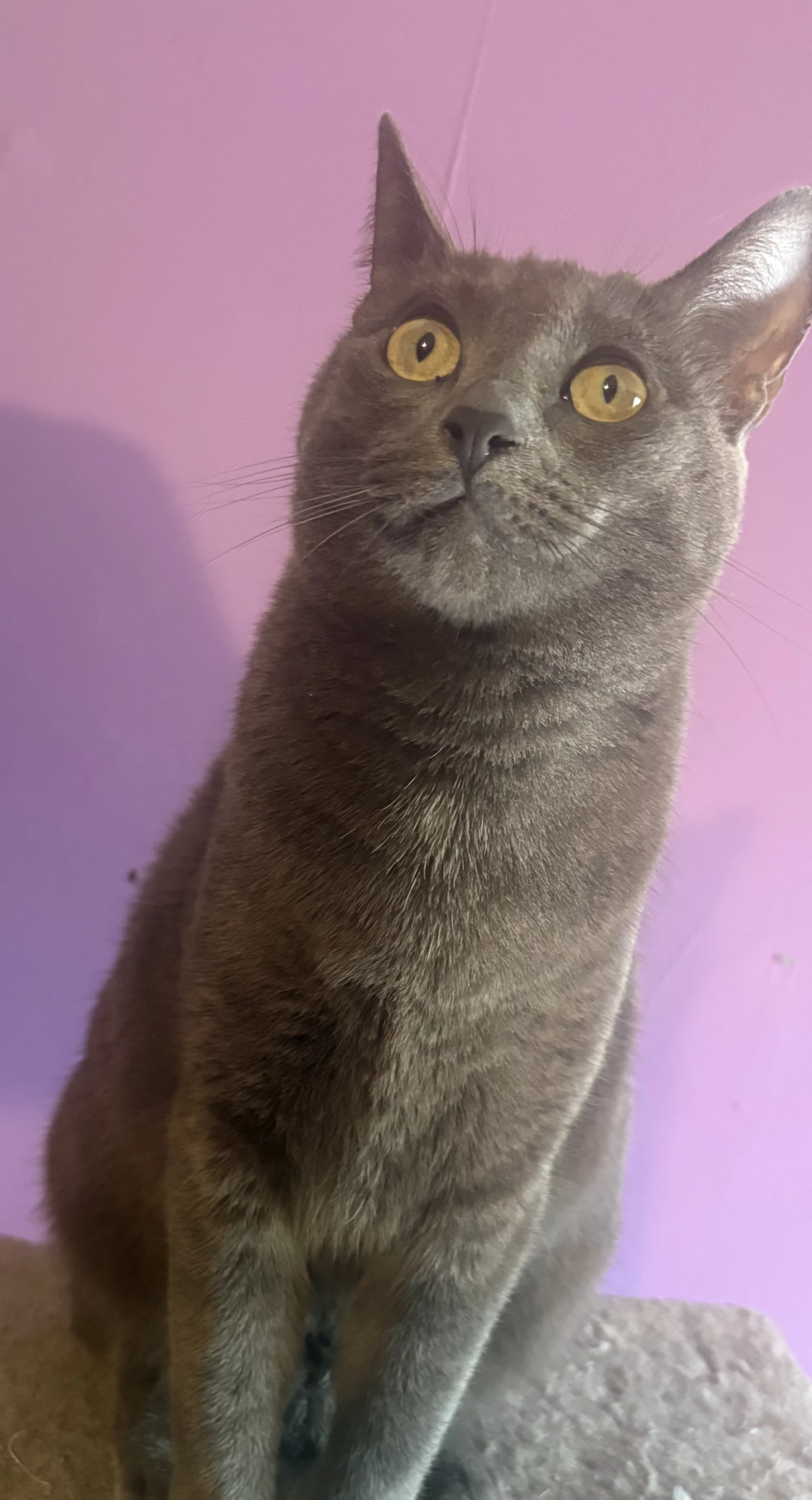 Stella H Cl