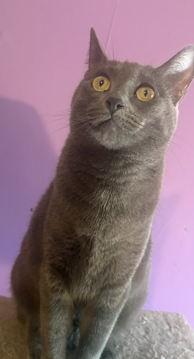 Stella H CL, an adult female cat up for adoption