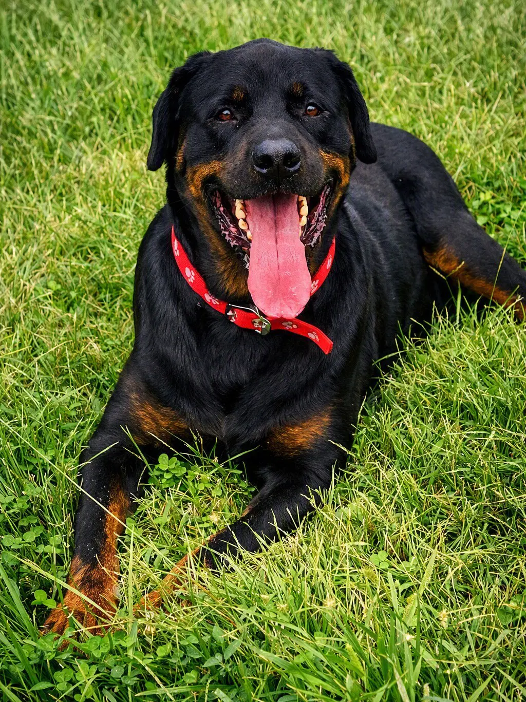 Duncan - Rottweiler