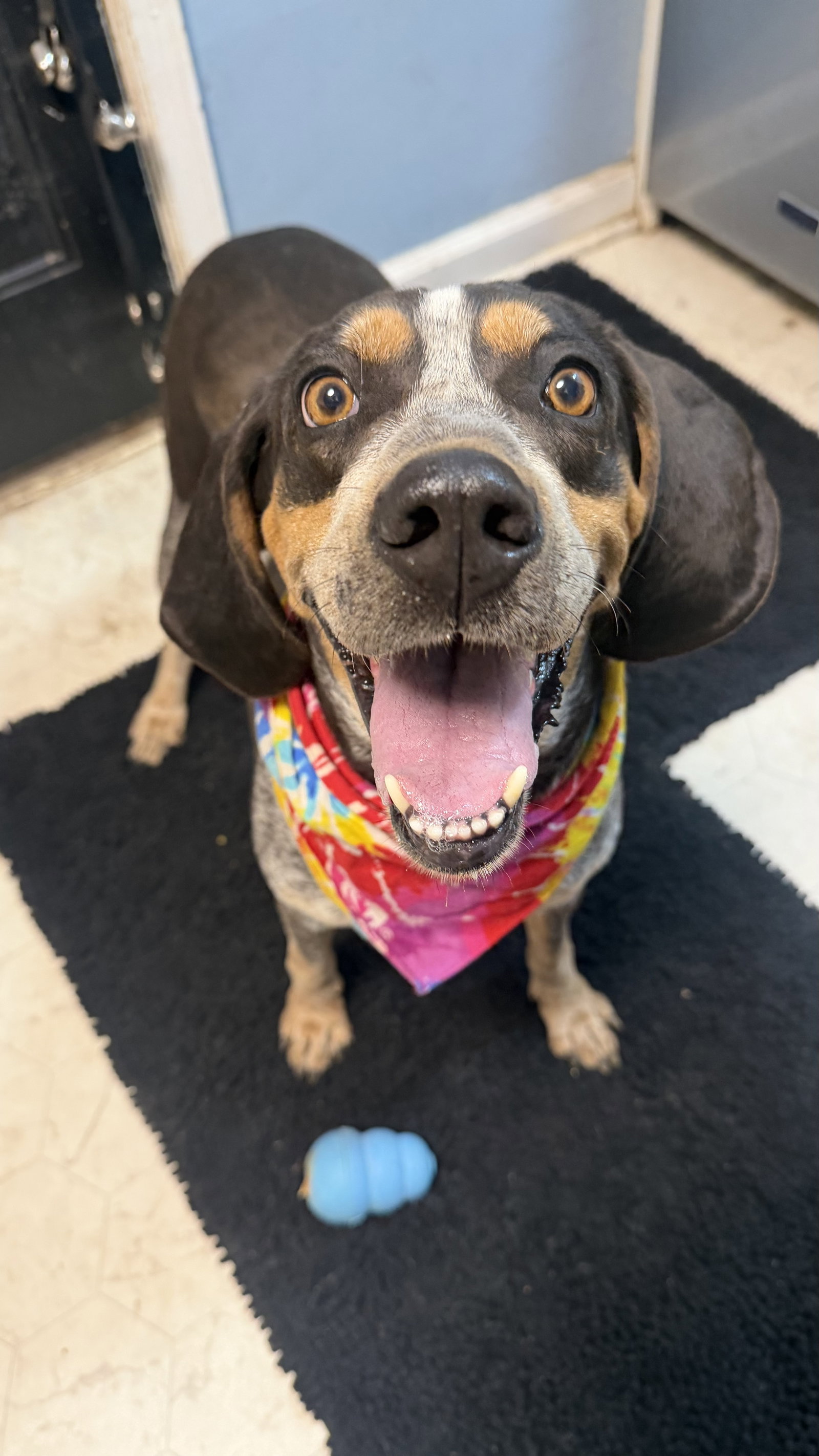 Kate *CL*, Bluetick Coonhound