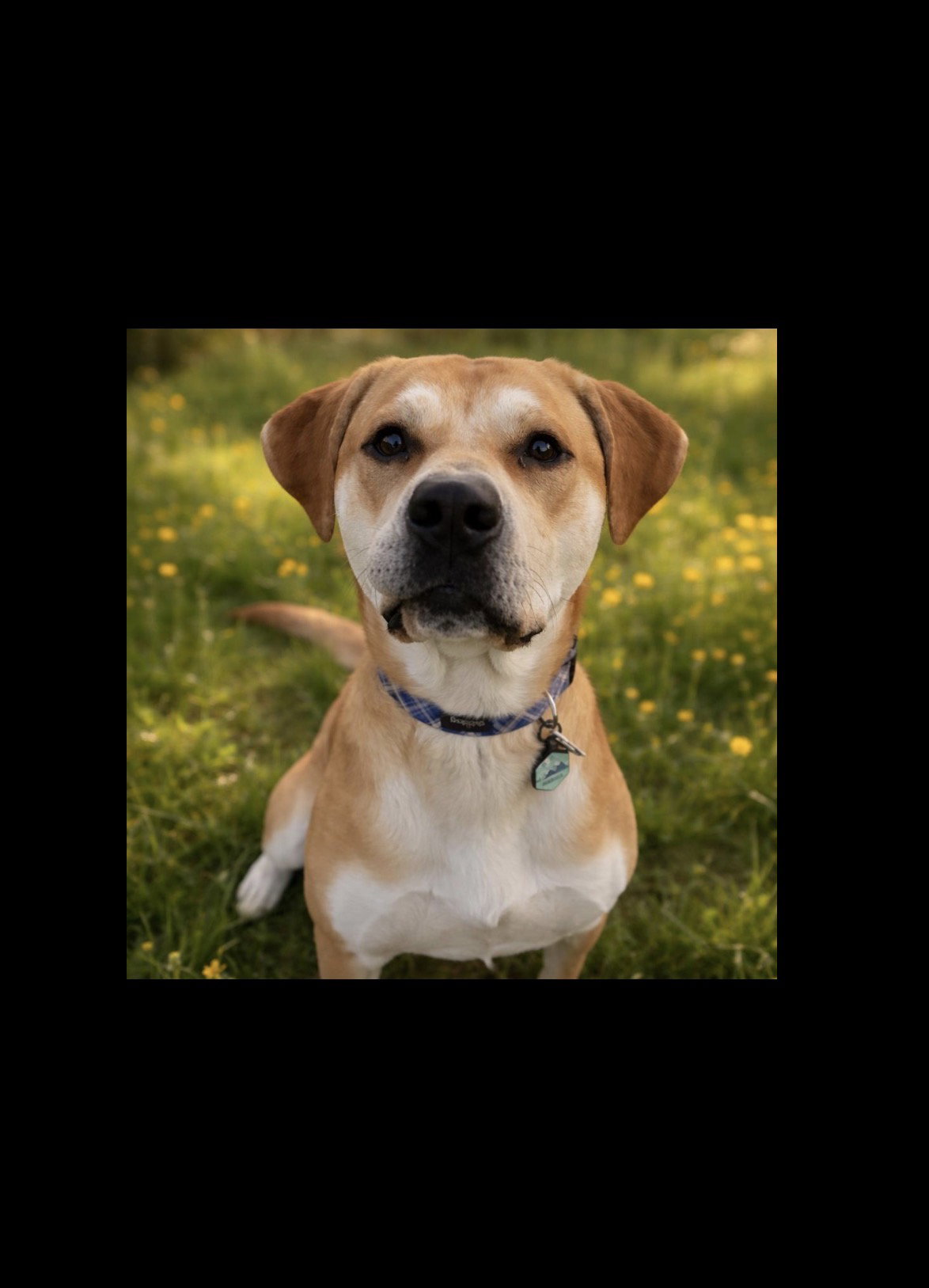 Phoenix *CL*, Labrador Retriever